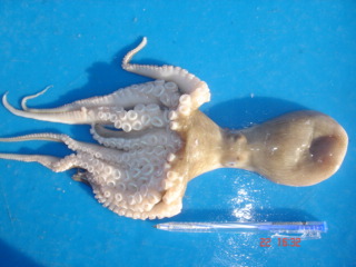 Octopus